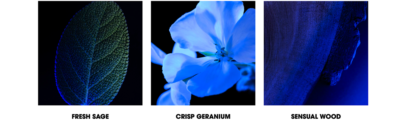 yves saint laurant y eau de parfum notes